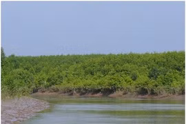 Mangrove forests used to breed aquatic species