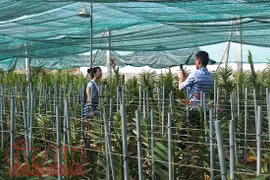 HCM City: Hi-tech methods boost farm produce value