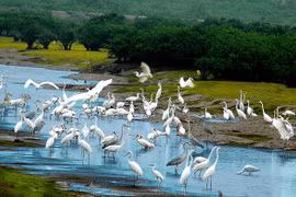 Biodiversity corridor to be built in central provinces