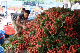 Vietnam’s fruit, veggie exports exceed 2 billion USD in H1