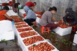 Bac Giang’s lychee value estimated at 240 million USD 