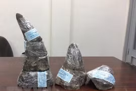 34kg of rhino horns seized at Noi Bai airport