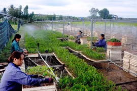 Vietnam to raise forest coverage, exports