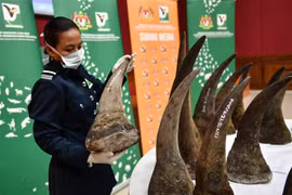 Malaysia seizes rhino horns worth 12 million USD