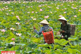 Dong Thap offers diverse tourism products
