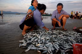 EC to review yellow card against Vietnamese fisheries in early 2019