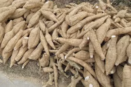 Cassava exports to RoK sharply rise