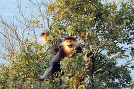 Thua Thien-Hue issues emergency action plan to protect primates