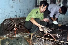 Vietnam gets strict on wildlife protection