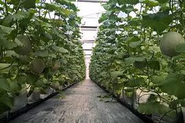 HCM City to pay interest for hi-tech farms
