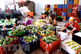 Vietnam’s fruit, vegetables export sees impressive growth 