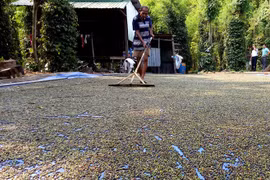 Vietnam’s pepper industry about to burst