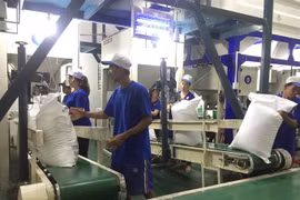 Vietnam rice exports notch volatile in Q1