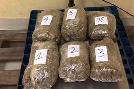 Marijuana trafficking ring from US to Vietnam uncovered