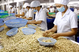 Binh Phuoc cashew receives geographical indication