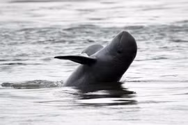 River dolphins in Cambodia likely to escape from extinction