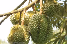 Central Highlands localities earn higher income from fruits 