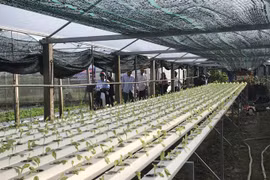 An IT expert promotes ‘smartphone farming’