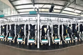 Vinamilk to spend over 170 mln USD on hi-tech dairy farm in Can Tho