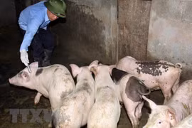 Southeast Asia a 'hotspot' for antibiotic abuse: FAO official