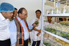 PM: Ngoc Linh ginseng should be competitive with global brands 