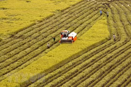 Quang Nam successful in restructuring agricultural sector