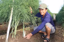 Green asparagus offers high profits for Ninh Thuan farmers