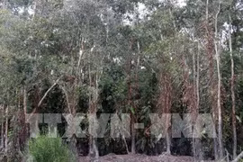Soc Trang to implement sustainable forestry management programme