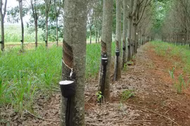 Thailand approves subsidy scheme for rubber farmers