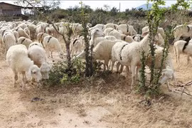 Ninh Thuan promotes farm produce through tourism 