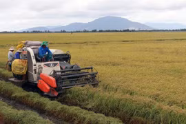 Southern region hits target for rice harvest