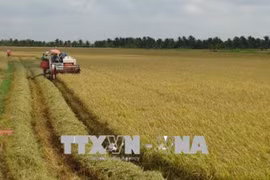 Tra Vinh farmers supported in joining large-scale field model