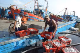 Coastal localities report bumper fishing catches
