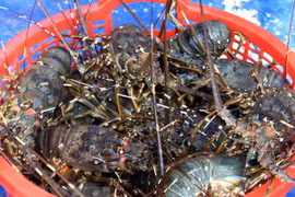 VASEP discusses building national trademarks for shrimp, tra fish 