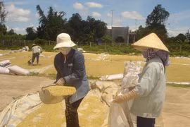 Auspicious start to Vietnamese rice export in 2018