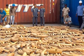 Cambodia seizes over 3.2 tonnes of ivory