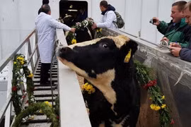 TH Group sends milch cows to Russian farm