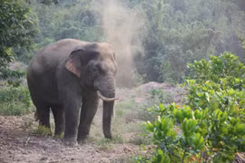 Additional 20km of elephant protection fence in Dong Nai proposed