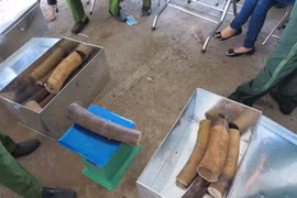 Ivory, pangolin scales seized in Da Nang