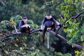 Hotels, resorts threaten rare primates