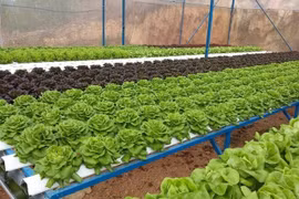 HCM City to get high-quality farm products from Long An