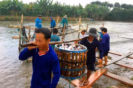 US to inspect Vietnam’s pangasius control