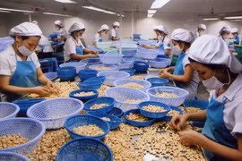 Cashew businesses worry about high price trap in 2018