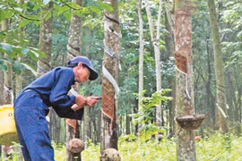 Vietnam Rubber Group to launch IPO in early February 