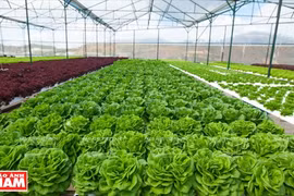Lam Dong leads in attracting FDI in hi-tech agriculture