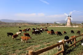 TH Group begins construction of hi-tech milch cow farm in Phu Yen