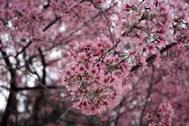 Da Lat’s cherry blossom festival kicked off