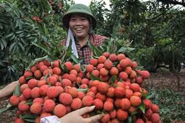 Vietnam struggles to export fruits to demanding markets
