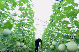 Can Tho agriculture revenues greatly outgrow yearly target