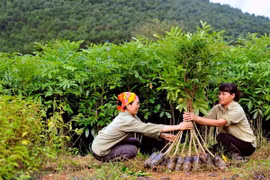 Vietnam houses 235,000ha of FSC-certificated forests 
